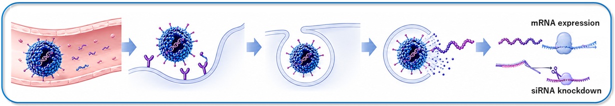 Mechanism of action of PNP
