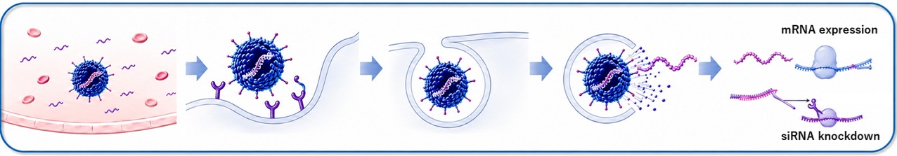 Mechanism of action of PNP