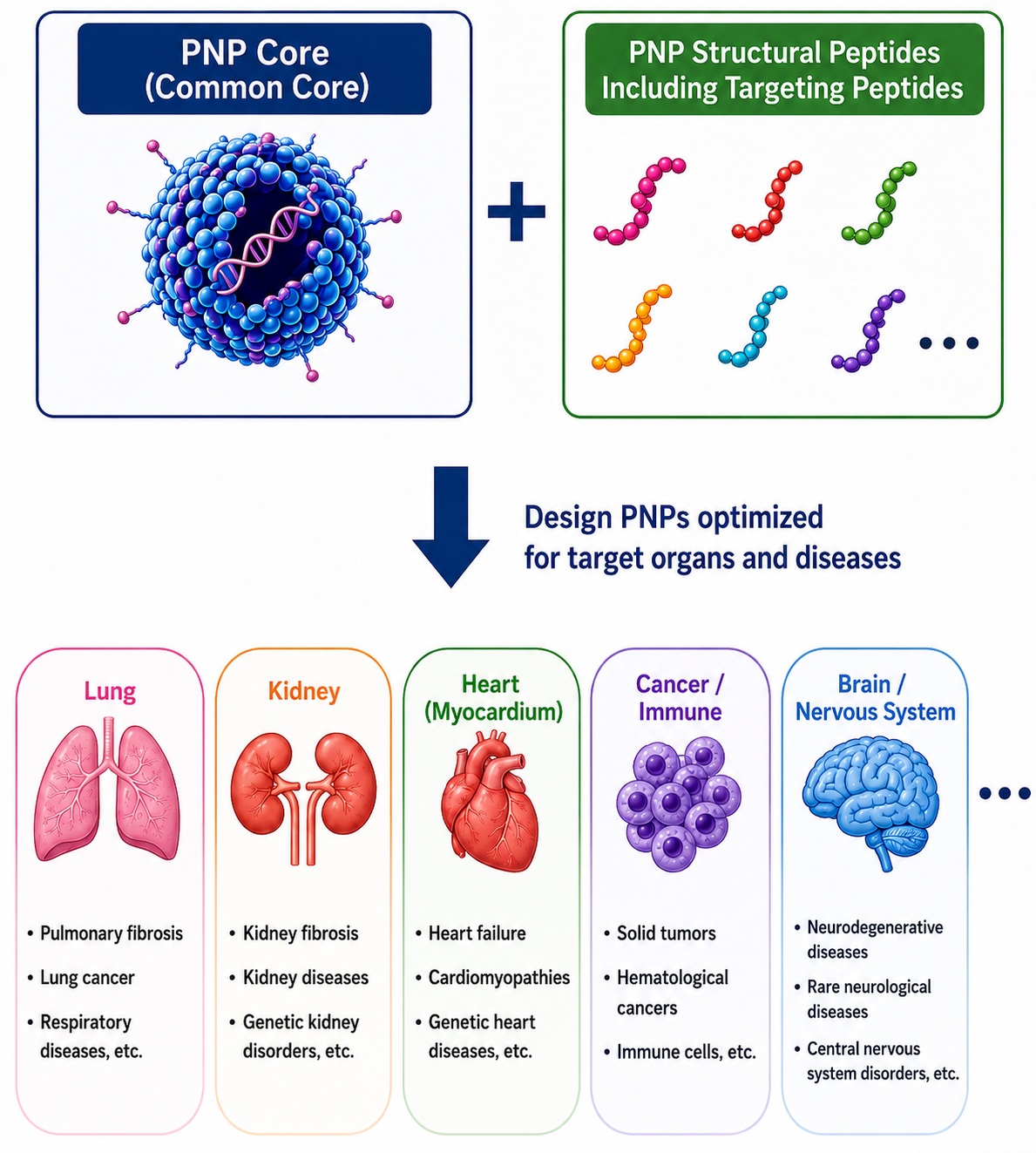 PNP platform with interchangeable targeting peptides