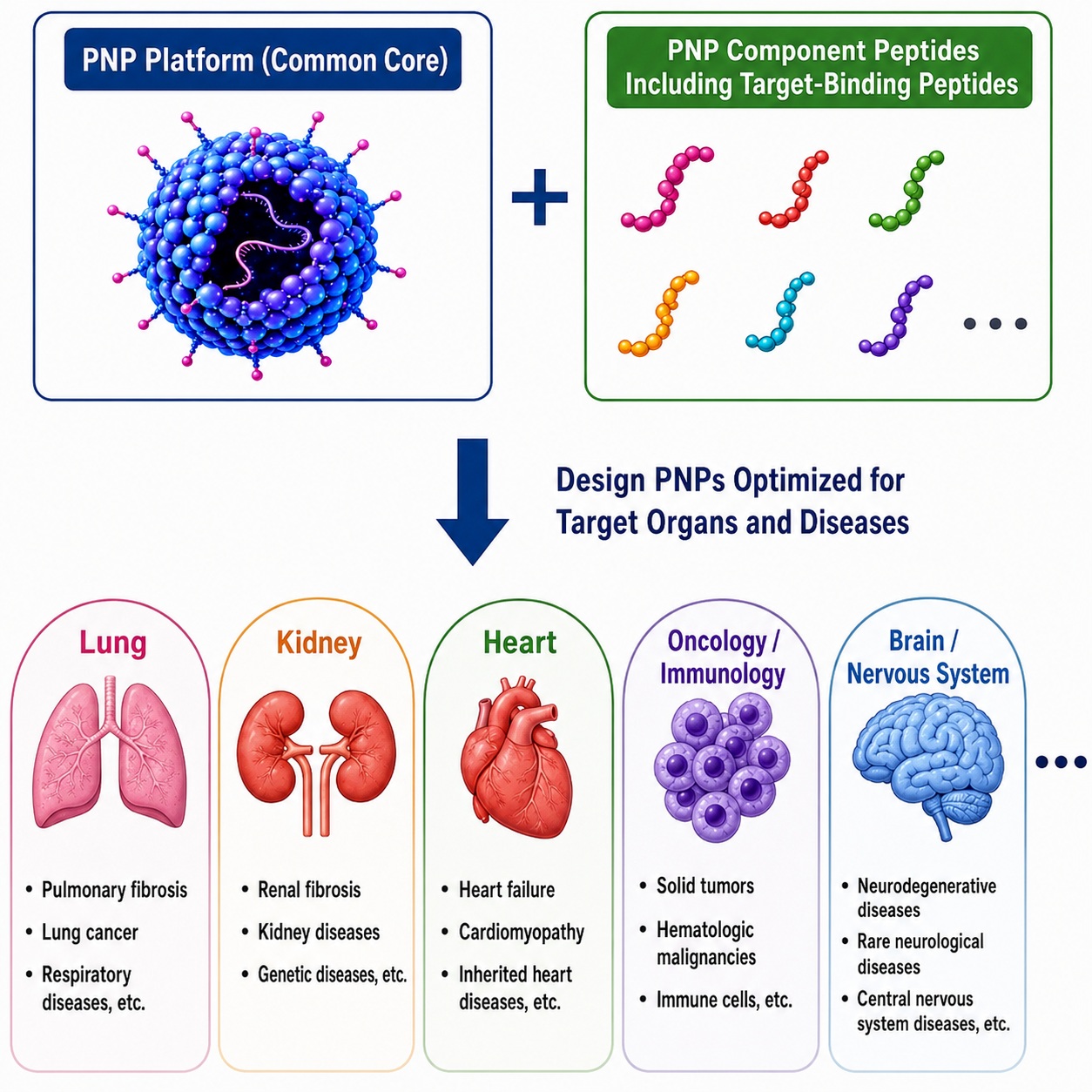 PNP platform with interchangeable targeting peptides