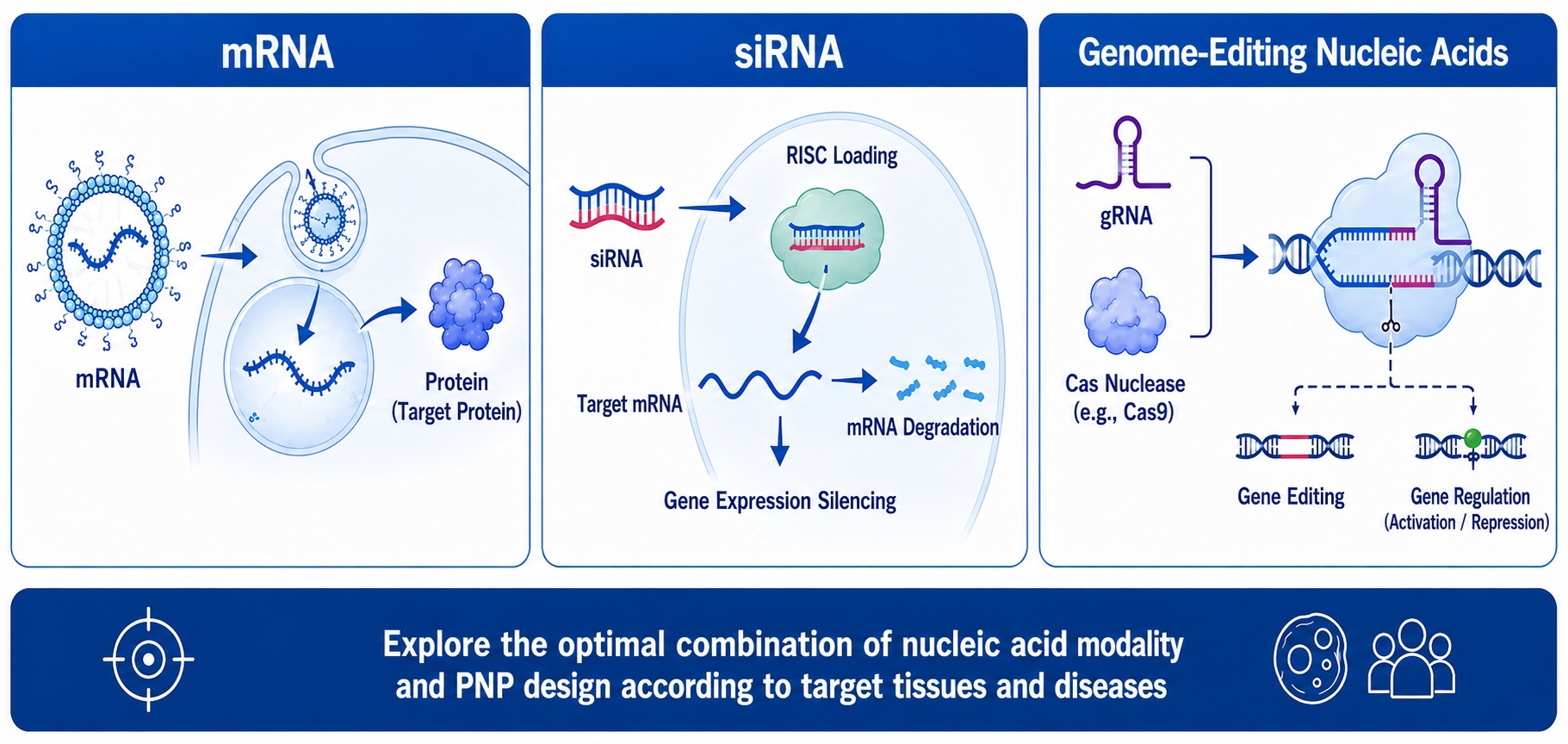 Application of PNP technology to mRNA, siRNA, and CRISPR-related nucleic acids