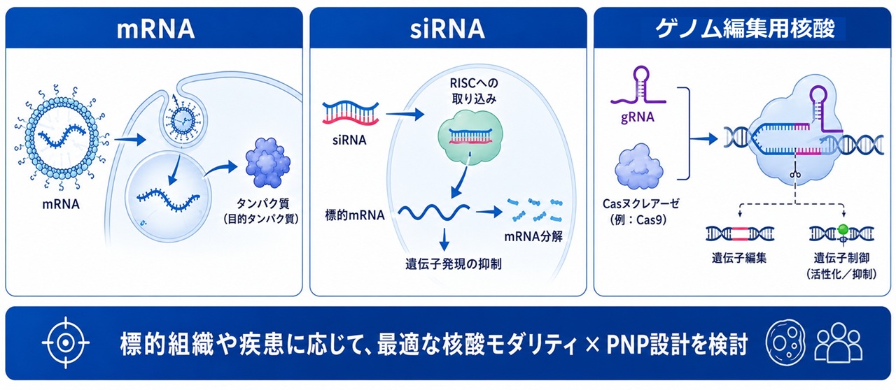 mRNA、siRNA、CRISPR関連核酸へのPNP技術の応用