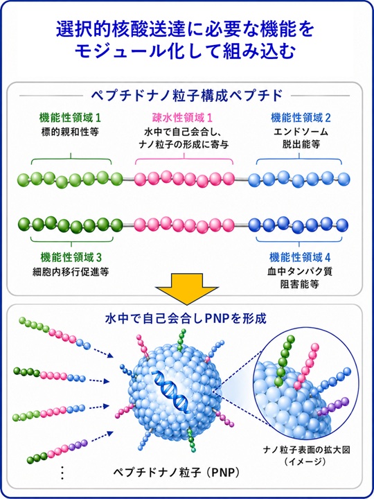 機能性ペプチドを組み込んだPNP作製