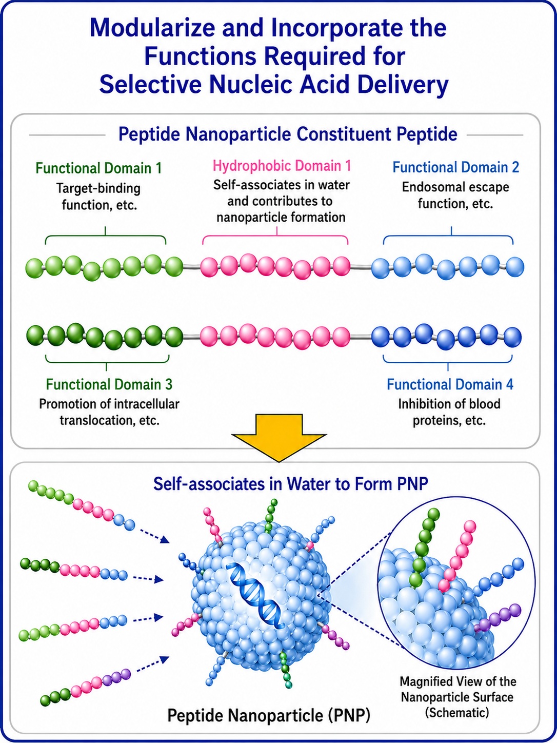 PNP preparation incorporating functional peptides