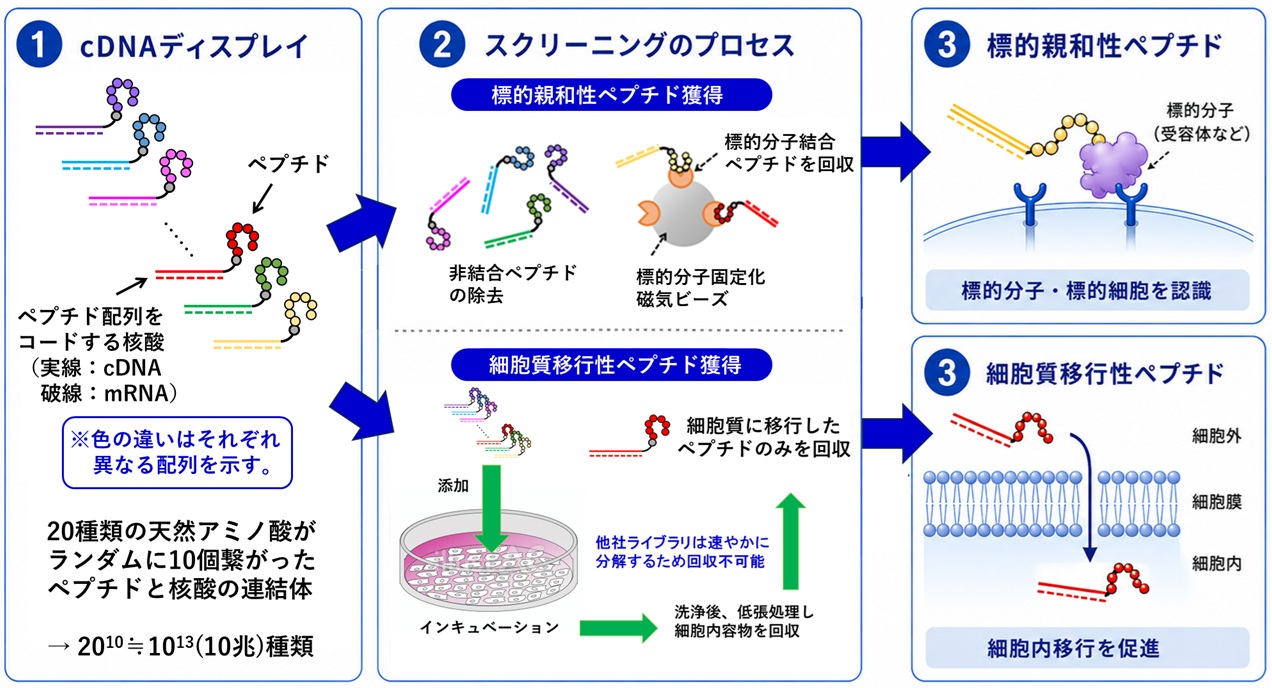 cDNAディスプレイによる機能性ペプチド獲得