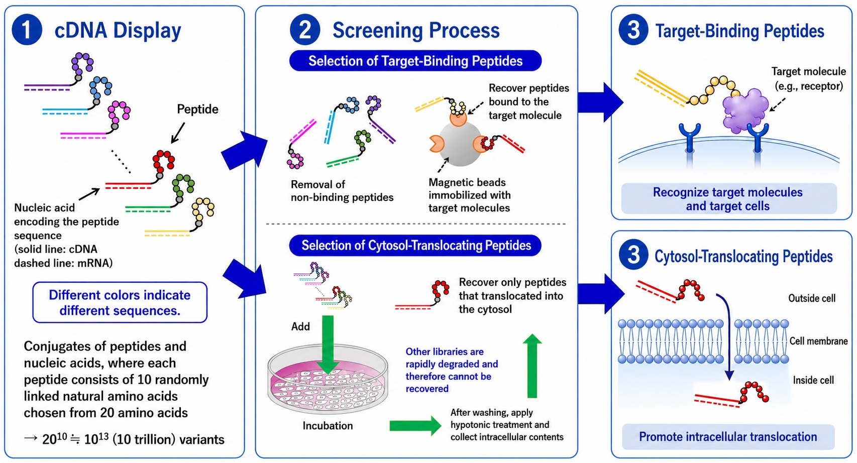 Obtaining functional peptides by cDNA display